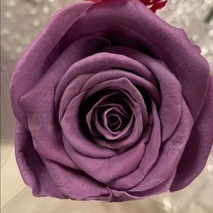 Meet your Posher, Lila